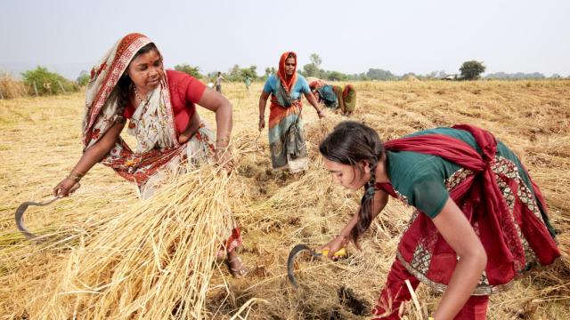 rice harvest